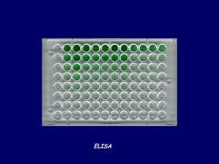 ELISA
 