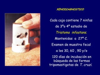 XENODIAGNOSTICO



Cada caja contiene 7 ninfas
   de 3ºo 4º estadio de
    Triatoma infestans.
   Mantenidas a 27º C.
 Examen de muestra fecal
    a los 30, 60 , 90 y/o
  120 días de incubación en
   búsqueda de las formas
tripomastigotas de T. cruzi.
 