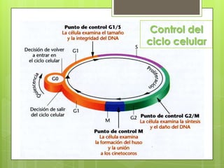 Control del
ciclo celular
 