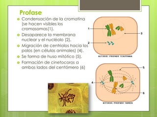 Profase
   Condensación de la cromatina
    (se hacen visibles los
    cromosomas(1).
   Desaparece la membrana
    nuclear y el nucléolo (2).
   Migración de centriolos hacia los
    polos (en células animales) (4).
   Se forma de huso mitótico (5).
   Formación de cinetocoros a
    ambos lados del centómero (6)
 