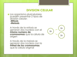 DIVISION CELULAR
   Los organismo pluricelulares
    pueden presentar 2 tipos de
    división celular:
    -Mitosis
    -Meiosis
    A través de la mitosis se           2n
    generan dos núcleos con el
                                   2n
    mismo numero de
    cromosomas que la célula de         2n
    origen
    A través de la meiosis se
    generan dos núcleos con la
    mitad de los cromosomas
    que la célula original
 
