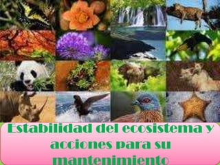 Estabilidad del
ecosistema y acciones
para su
mantenimiento
Estabilidad del ecosistema y
acciones para su
mantenimiento
 