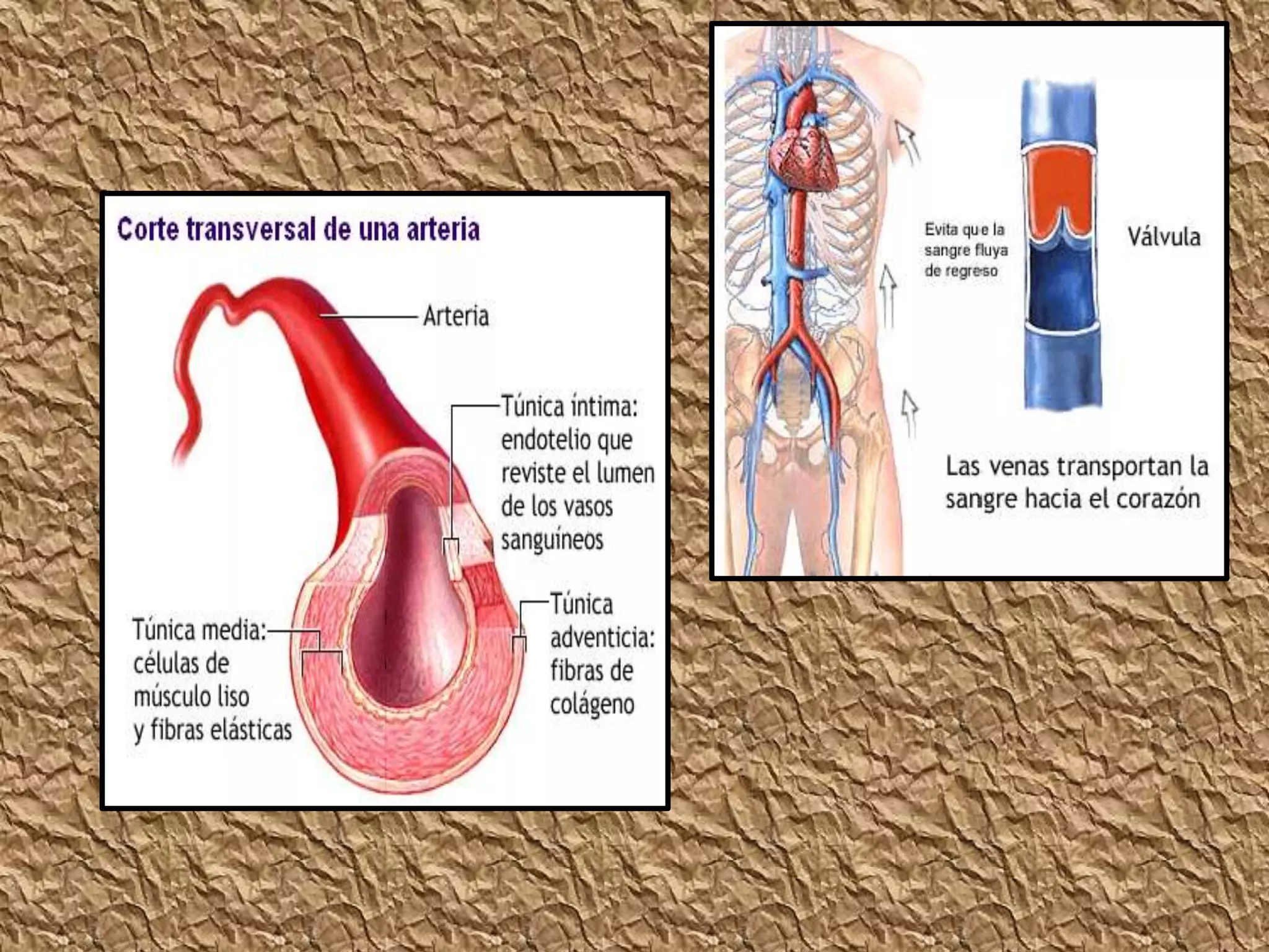 Clase circulación 7