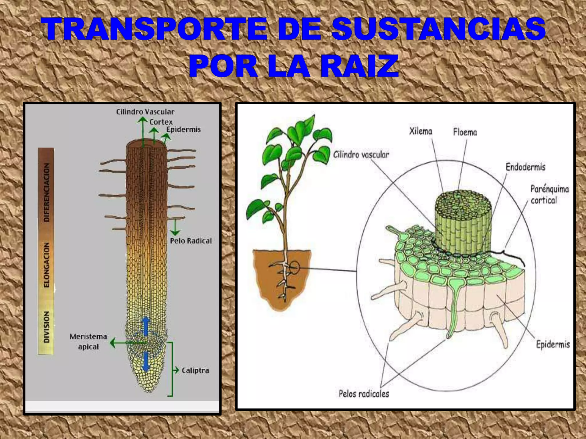 Clase circulación 7