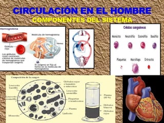 Clase circulación 7