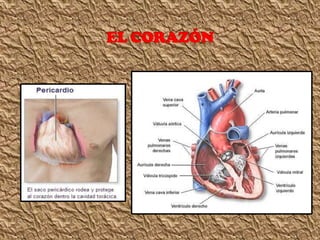Clase circulación 7