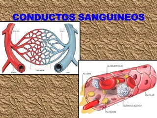 Clase circulación 7