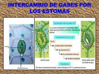 Clase circulación 7
