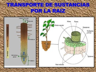 Clase circulación 7