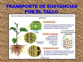 Clase circulación 7