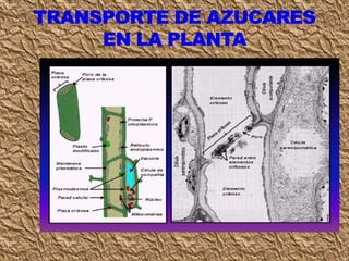 Clase circulación 7