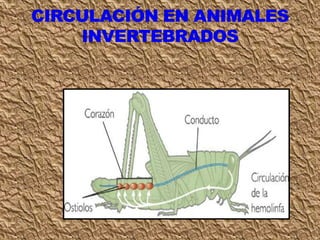 Clase circulación 7