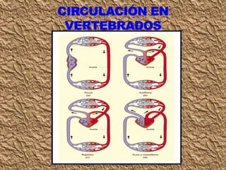Clase circulación 7