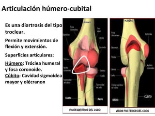 Articulación húmero-cubital

 Es una diartrosis del tipo
 troclear.
 Permite movimientos de
 flexión y extensión.
 Superficies articulares:
 Húmero: Tróclea humeral
 y fosa coronoide.
 Cúbito: Cavidad sigmoidea
 mayor y olécranon
 