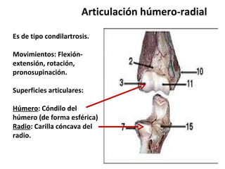 Articulación húmero-radial

Es de tipo condilartrosis.

Movimientos: Flexión-
extensión, rotación,
pronosupinación.

Superficies articulares:

Húmero: Cóndilo del
húmero (de forma esférica)
Radio: Carilla cóncava del
radio.
 
