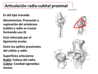 Articulación radio-cubital proximal

Es del tipo trocoide.
Movimientos: Pronación y
supinación del antebrazo
(cúbito y radio se cruzan
formando una X)
Está reforzada por el
ligamento anular.
Entre las epífisis proximales
del cúbito y radio.
Superficies articulares:
Radio: Cabeza del radio.
Cúbito: Cavidad sigmoidea
menor.
 