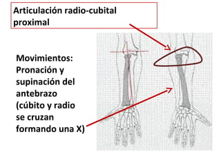 Articulación radio-cubital
proximal


Movimientos:
Pronación y
supinación del
antebrazo
(cúbito y radio
se cruzan
formando una X)
 