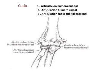 Codo   1 . Articulación húmero-cubital
       2. Articulación húmero-radial
       3 . Articulación radio-cubital proximal
 