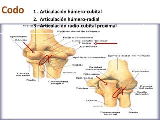 Codo   1 . Articulación húmero-cubital
       2. Articulación húmero-radial
       3 . Articulación radio-cubital proximal
 