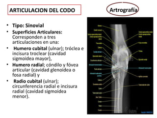 ARTICULACION DEL CODO                Artrografía

• Tipo: Sinovial
• Superficies Articulares:
  Corresponden a tres
  articulaciones en una:
• Humero cubital (ulnar); tróclea e
  incisura troclear (cavidad
  sigmoidea mayor),
• Humero radial; cóndilo y fóvea
  articular (cavidad glenoidea o
  fosa radial) y
• Radio cubital (ulnar);
  circunferencia radial e incisura
  radial (cavidad sigmoidea
  menor).
 