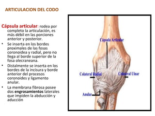 ARTICULACION DEL CODO


Cápsula articular: rodea por
    completo la articulación, es
    más débil en las porciones
    anterior y posterior.
•   Se inserta en los bordes
    proximales de las fosas
    coronoidea y radial, pero no
    llega al borde superior de la
    fosa olecraneana.
•   Distalmente se inserta en los
    bordes de la incisura y borde
    anterior del procesos
    coronoides y ligamento
    anular.
•   La membrana fibrosa posee
    dos engrosamientos laterales
    que impiden la abducción y
    aducción
 