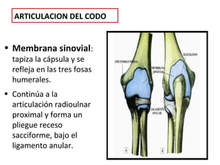 ARTICULACION DEL CODO


• Membrana sinovial:
  tapiza la cápsula y se
  refleja en las tres fosas
  humerales.
• Continúa a la
  articulación radioulnar
  proximal y forma un
  pliegue receso
  sacciforme, bajo el
  ligamento anular.
 