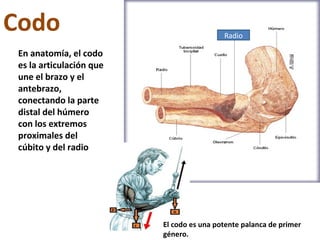 Codo                                       Radio

 En anatomía, el codo
 es la articulación que
 une el brazo y el
 antebrazo,
 conectando la parte
 distal del húmero
 con los extremos
 proximales del
 cúbito y del radio




                          El codo es una potente palanca de primer
                          género.
 