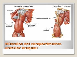 Anatomia del brazo y codo