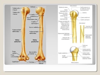 Anatomia del brazo y codo