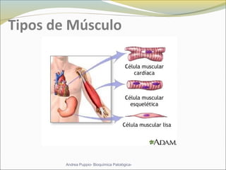 Tipos de Músculo
Andrea Puppio- Bioquímica Patológica-
 