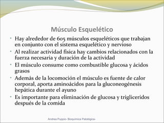Músculo Esquelético
• Hay alrededor de 605 músculos esqueléticos que trabajan
en conjunto con el sistema esquelético y nervioso
• Al realizar actividad física hay cambios relacionados con la
fuerza necesaria y duración de la actividad
• El músculo consume como combustible glucosa y ácidos
grasos
• Además de la locomoción el músculo es fuente de calor
corporal, aporta aminoácidos para la gluconeogénesis
hepática durante el ayuno
• Es importante para eliminación de glucosa y trigliceridos
después de la comida
Andrea Puppio- Bioquímica Patológica-
 