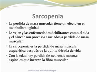 Sarcopenia
• La perdida de masa muscular tiene un efecto en el
metabolismo global
• La vejez y las enfermedades debilitantes como el sida
y el cáncer son procesos asociados a perdida de masa
muscular
• La sarcopenia es la perdida de masa muscular
esquelética después de la quinta década de vida
• Con la edad hay perdida de neuronas motoras
espinales que inervan la fibra muscular muscular
Andrea Puppio- Bioquímica Patológica-
 