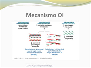Mecanismo OI
Andrea Puppio- Bioquímica Patológica-
 