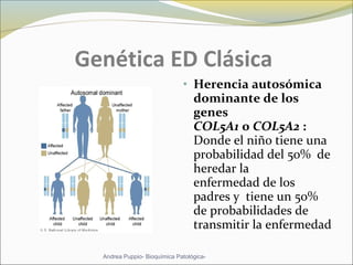 Genética ED Clásica
• Herencia autosómica
dominante de los
genes
COL5A1 o COL5A2 :
Donde el niño tiene una
probabilidad del 50% de
heredar la
enfermedad de los
padres y tiene un 50%
de probabilidades de
transmitir la enfermedad
Andrea Puppio- Bioquímica Patológica-
 