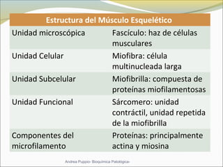 Estructura del Músculo Esquelético
Unidad microscópica Fascículo: haz de células
musculares
Unidad Celular Miofibra: célula
multinucleada larga
Unidad Subcelular Miofibrilla: compuesta de
proteínas miofilamentosas
Unidad Funcional Sárcomero: unidad
contráctil, unidad repetida
de la miofibrilla
Componentes del
microfilamento
Proteínas: principalmente
actina y miosina
Andrea Puppio- Bioquímica Patológica-
 
