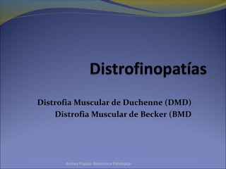 Distrofia Muscular de Duchenne (DMD)
Distrofia Muscular de Becker (BMD
Andrea Puppio- Bioquímica Patológica-
 