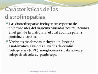 Características de las
distrofinopatías
Las distrofinopatías incluyen un espectro de
enfermedades del músculo causadas por mutaciones
en el gen de la distrofina, el cual codifica para la
proteína distrofina
Variantes moderadas incluyen un fenotipo
asintomático a valores elevados de creatin
fosfoquinasa (CPK), mioglobinuria, calambres, y
miopatía aislada de quadrícepts
Andrea Puppio- Bioquímica Patológica-
 