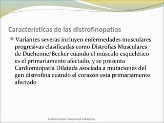 Características de las distrofinopatías
Variantes severas incluyen enfermedades musculares
progresivas clasificadas como Distrofias Musculares
de Duchenne/Becker cuando el músculo esquelético
es el primariamente afectado, y se presenta
Cardiomiopatía Dilatada asociada a mutaciones del
gen distrofina cuando el corazón esta primariamente
afectado
Andrea Puppio- Bioquímica Patológica-
 