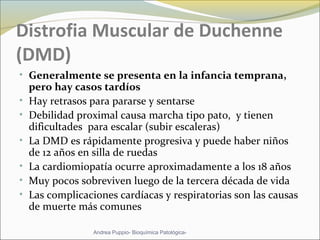 Distrofia Muscular de Duchenne
(DMD)
• Generalmente se presenta en la infancia temprana,
pero hay casos tardíos
• Hay retrasos para pararse y sentarse
• Debilidad proximal causa marcha tipo pato, y tienen
dificultades para escalar (subir escaleras)
• La DMD es rápidamente progresiva y puede haber niños
de 12 años en silla de ruedas
• La cardiomiopatía ocurre aproximadamente a los 18 años
• Muy pocos sobreviven luego de la tercera década de vida
• Las complicaciones cardíacas y respiratorias son las causas
de muerte más comunes
Andrea Puppio- Bioquímica Patológica-
 
