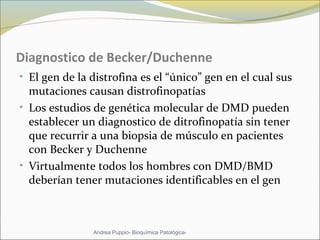 Diagnostico de Becker/Duchenne
• El gen de la distrofina es el “único” gen en el cual sus
mutaciones causan distrofinopatías
• Los estudios de genética molecular de DMD pueden
establecer un diagnostico de ditrofinopatía sin tener
que recurrir a una biopsia de músculo en pacientes
con Becker y Duchenne
• Virtualmente todos los hombres con DMD/BMD
deberían tener mutaciones identificables en el gen
Andrea Puppio- Bioquímica Patológica-
 