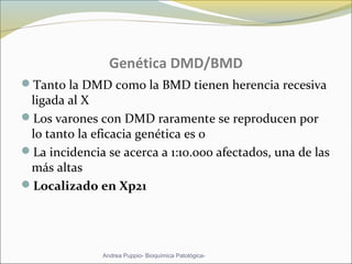 Genética DMD/BMD
Tanto la DMD como la BMD tienen herencia recesiva
ligada al X
Los varones con DMD raramente se reproducen por
lo tanto la eficacia genética es 0
La incidencia se acerca a 1:10.000 afectados, una de las
más altas
Localizado en Xp21
Andrea Puppio- Bioquímica Patológica-
 