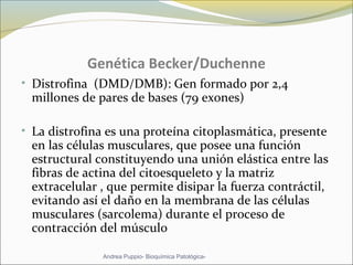 Genética Becker/Duchenne
• Distrofina (DMD/DMB): Gen formado por 2,4
millones de pares de bases (79 exones)
• La distrofina es una proteína citoplasmática, presente
en las células musculares, que posee una función
estructural constituyendo una unión elástica entre las
fibras de actina del citoesqueleto y la matriz
extracelular , que permite disipar la fuerza contráctil,
evitando así el daño en la membrana de las células
musculares (sarcolema) durante el proceso de
contracción del músculo
Andrea Puppio- Bioquímica Patológica-
 