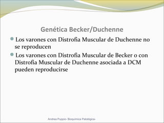 Genética Becker/Duchenne
Los varones con Distrofia Muscular de Duchenne no
se reproducen
Los varones con Distrofia Muscular de Becker o con
Distrofia Muscular de Duchenne asociada a DCM
pueden reproducirse
Andrea Puppio- Bioquímica Patológica-
 