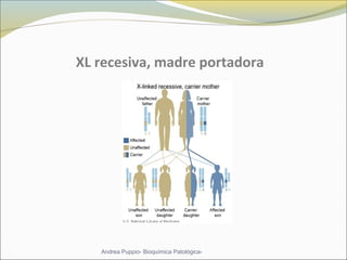 XL recesiva, madre portadora
Andrea Puppio- Bioquímica Patológica-
 