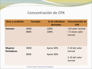 Concentración de CPK
Sexo y condición Fenotipo % de individuos
afectados
Concentración de
CPK
Varones DMD
BMD
100%
100%
>10 valor normal
> 5 veces valor
normal
Mujeres
Portadoras
DMD
BMD
Aprox 50%
Aprox 30%
2-10 del valor
normal
2-10 del valor
normal
Andrea Puppio- Bioquímica Patológica-
 