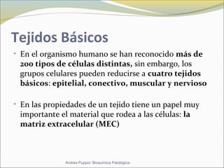 Tejidos Básicos
• En el organismo humano se han reconocido más de
200 tipos de células distintas, sin embargo, los
grupos celulares pueden reducirse a cuatro tejidos
básicos: epitelial, conectivo, muscular y nervioso
• En las propiedades de un tejido tiene un papel muy
importante el material que rodea a las células: la
matriz extracelular (MEC)
Andrea Puppio- Bioquímica Patológica-
 
