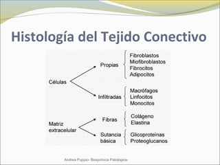 Histología del Tejido Conectivo
Andrea Puppio- Bioquímica Patológica-
 