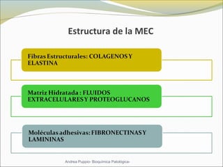 Estructura de la MEC
Andrea Puppio- Bioquímica Patológica-
 
