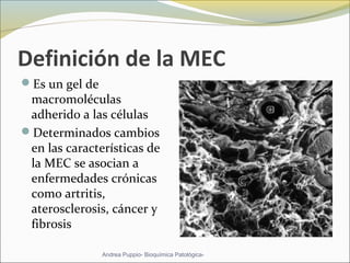 Definición de la MEC
Es un gel de
macromoléculas
adherido a las células
Determinados cambios
en las características de
la MEC se asocian a
enfermedades crónicas
como artritis,
aterosclerosis, cáncer y
fibrosis
Andrea Puppio- Bioquímica Patológica-
 