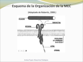 Esquema de la Organización de la MEC
 (Adaptado de Robertis, 2000.)
Andrea Puppio- Bioquímica Patológica-
 